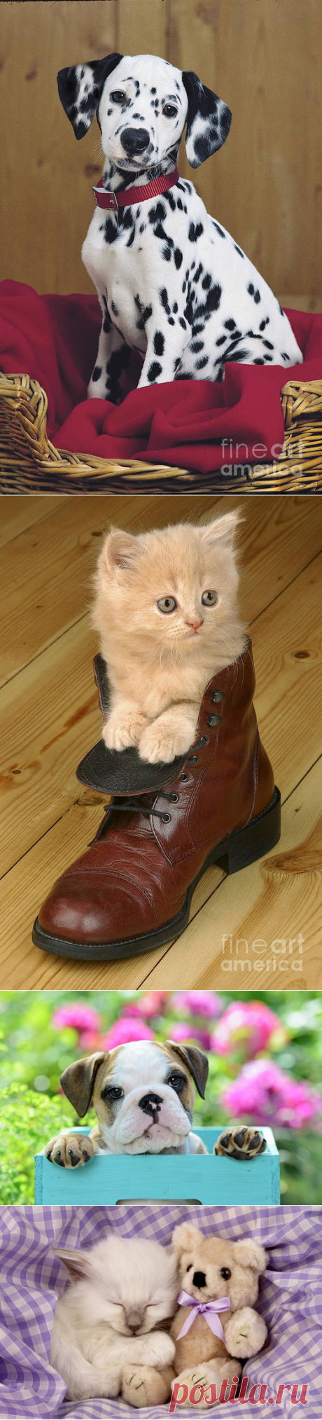 "Братья наши меньшие". Американский фотограф Greg Cuddiford.