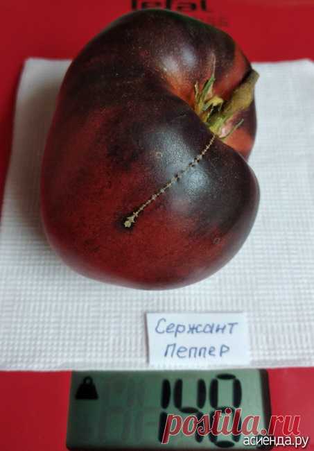Томаты сезона 2024 г.: