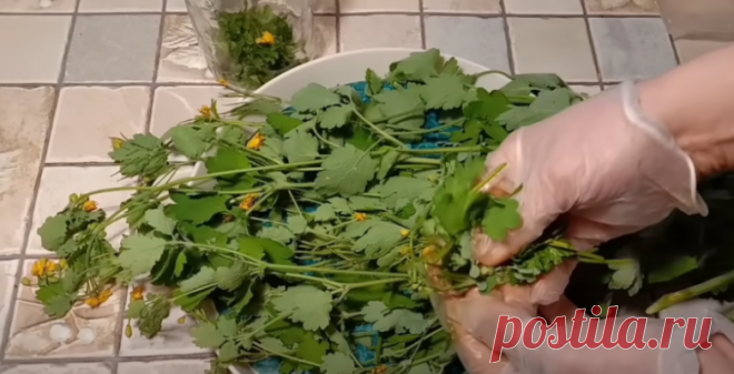 Эффективная мазь из чистотела своими руками / Домоседы