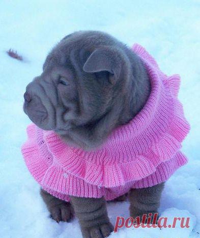 А я иду такая  вся в Дольче-Габана))