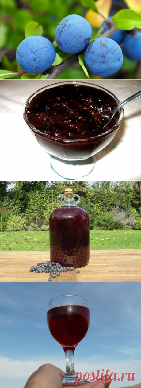 Летняя страда хозяйки: какие заготовки на зиму сделать из терна? | Еда и кулинария