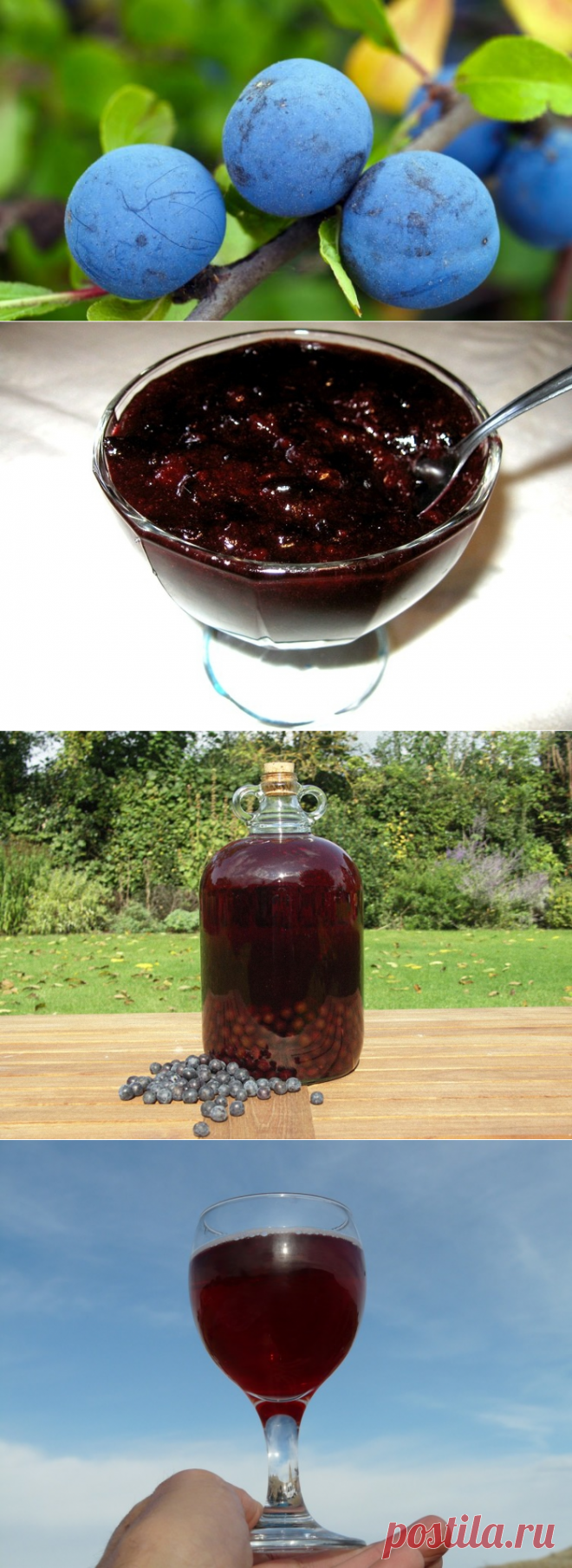 Летняя страда хозяйки: какие заготовки на зиму сделать из терна? | Еда и кулинария