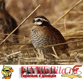 ПЕРЕПЕЛА ДОНЕЦК  МЯСО И ЯЙЦО ПЕРЕПЕЛОВ