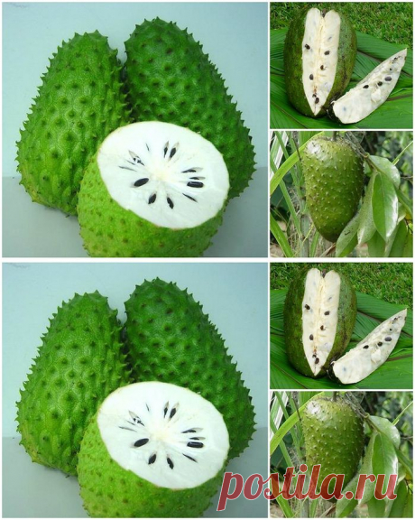 Фрукт, который лечит рак.