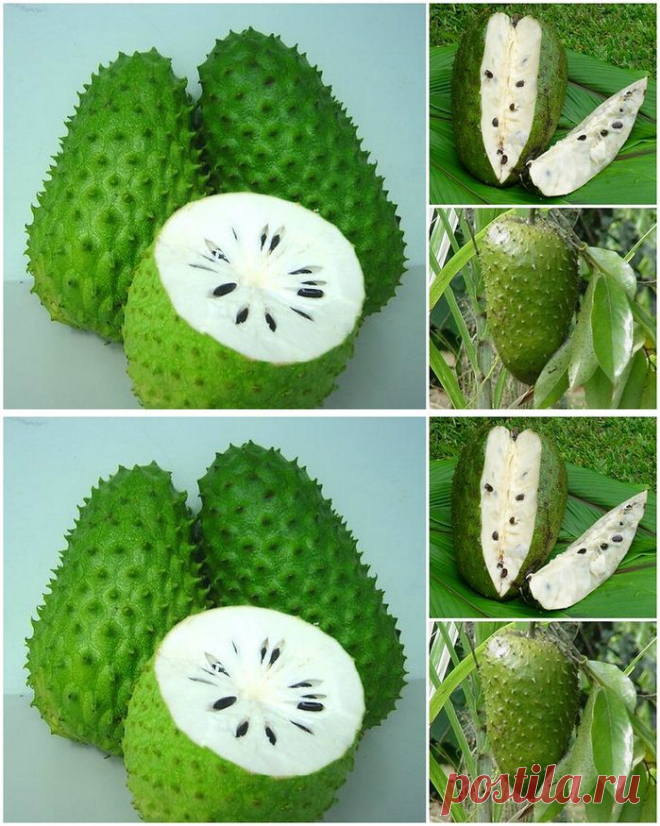 Фрукт, который лечит рак.
