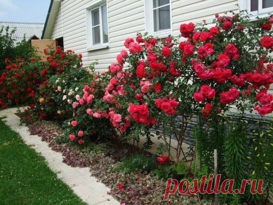 Йод и молоко прогнали тлю с моих роз 
 
Тля, пожалуй, самый отвратительный и живучий вредитель, который может поселиться в вашем саду. Вроде бы вот, расправились с ней, и в саду красота. Но через неделю глядишь, а тля как будто никуда и не пропадала. Все так же сидит на листьях роз и кустарников, и портит внешний вид растений. 
 
Я нашла и тле управу. Для борьбы с ней вам понадобятся: распылитель или 2-литровая бутылка, шприц, 100 мл молока и пузырек йода. В распылитель наберите 1 л воды. В шпри