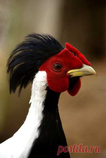 See, Nature does have a sense of humor 


 animalworld:




 SILVER PHEASANT Lophura nycthemera ©Tamara  Kenneally


 The Silver Pheasant is a species of pheasant found in forests, mainly in mountains, of mainland Southeast Asia, and eastern and southern China, with introduced populations in Hawaii and various locations in the US mainland. The male is black and white, while the female is mainly brown. Both sexes have a bare red face and red legs.


 This is a relatively la...