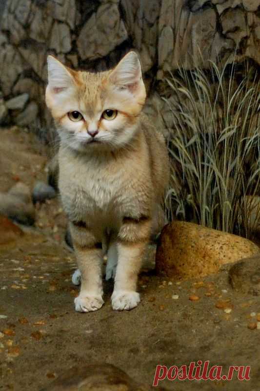 Sand Cat at the Ready