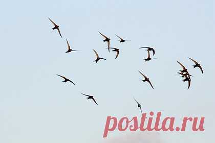 Знойная жара оставила Москву без стрижей. Москву покидают стрижи, которые не выдерживают испытание тридцатиградусной жарой. Аномальное повышение температуры не оставило птицам шанса для пропитания, поэтому они перемещаются в более холодные края. Знойное лето лишило стрижей корма — мух и жуков, когда они успели массово обзавестись потомством.