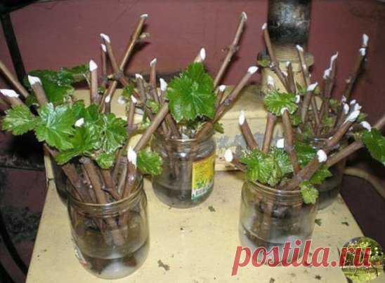 Секреты черенкования
Все знают, как в банке с водой можно укоренить черенки.
Но не всегда этот метод укоренения бывает удачен.
В этом деле есть несколько моментов, от которых напрямую зависит успех.
1. В непрозрачной посуде корешки образуются гораздо лучше, чем в прозрачной.
2. Воду при испарении лучше не менять, а доливать.
3. Если воды слишком много, в нижней части банки мало кислорода, черенки могут загнить.
4. Важно количество черенков. Жимолость, например, не даст корни, если в 200 мл воды