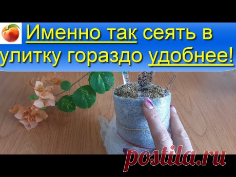 Именно так удобнее сеять в улитку семена на рассаду Способ посадки цветов, лука, перца Доброго дня!! Для тех кто сеет или планирует посеять семена на рассаду в улитку - показываю небольшое дополнение, лайфхак, и тогда сделать это будет удобнее для Вас и для растений! Все просто! Полностью про посадку в улитку самокрутку здесь: Успеха Вам с рассадой) Все, про выращивание...