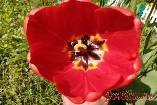 Срочно до 30 июня! Этот 1 шаг сейчас – и тюльпаны вырастут гигантскими в следующем году. Конец июня – критический момент для всех, кто хочет видеть свои тюльпаны не просто красивыми, а поистине гигантскими!