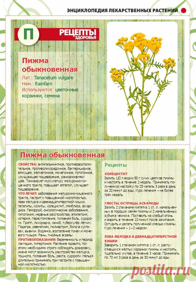 Пижма обыкновенная