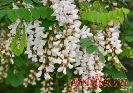Варенье из акации - кулинарный рецепт на Повар.ру