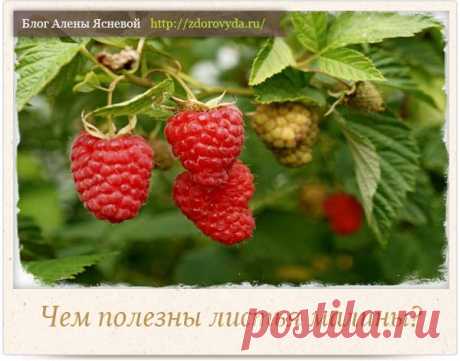 Листья малины и их уникальные полезные свойства