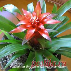 Гусмания Guzmania - Комнатные растения и цветы