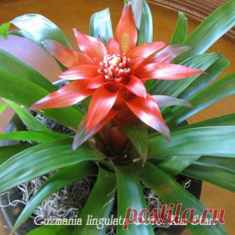 Гусмания Guzmania - Комнатные растения и цветы