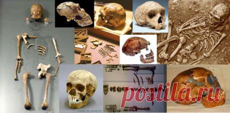 Мифы об эволюции человека Однажды ведущие российские антропологи сели и развеяли существующие мифы об эволюции человека.Миф №1Находок, на базе которых антропологи строят свои выводы, крайне мало.«Семя» этого мифа кинула в 1997...