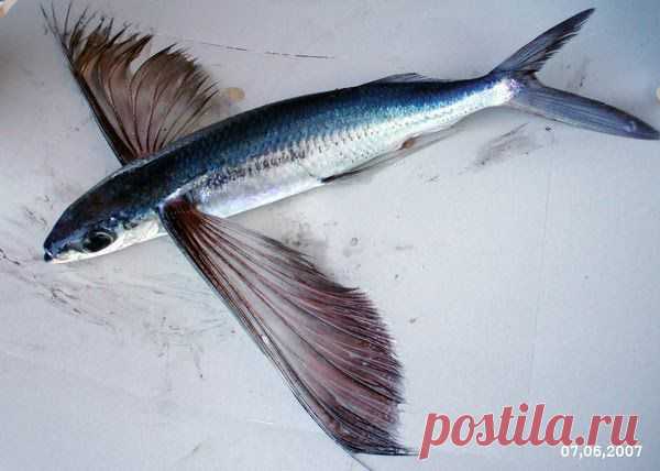 Летучие рыбы (лат. Exocoetidae) — семейство морских рыб, состоящее из 77 видов, сгруппированных в 9 родов. Отличительной особенностью рыб является их необычно большие грудные плавники, позволяющие рыбам выпрыгивать из воды и осуществлять непродолжительный парящий полёт.
     Тело вытянутое, с широкими высокорасположенными грудными плавниками. Длина тела от 15 до 40-50 см. Окраска серо-голубая, без заметных поперечных тёмных полос. Спинка более темная. Грудные плавники у различных видов могут