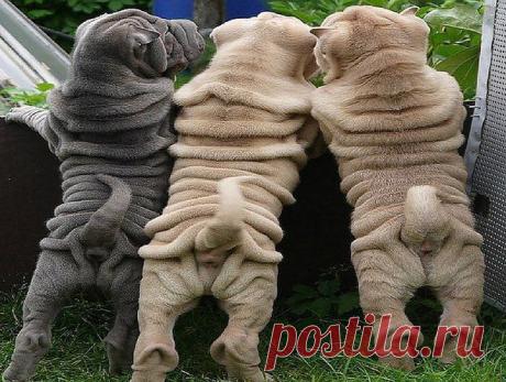 ШУБКИ НЕ ПО РАЗМЕРУ