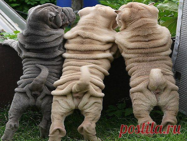 ШУБКИ НЕ ПО РАЗМЕРУ