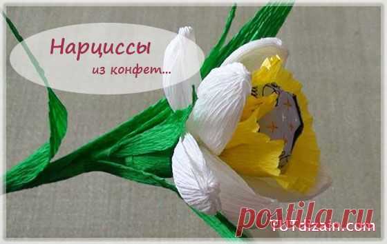 нарциссы