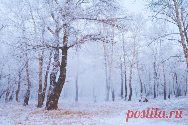Зимний лес (42 картинки) ⭐ Забавник