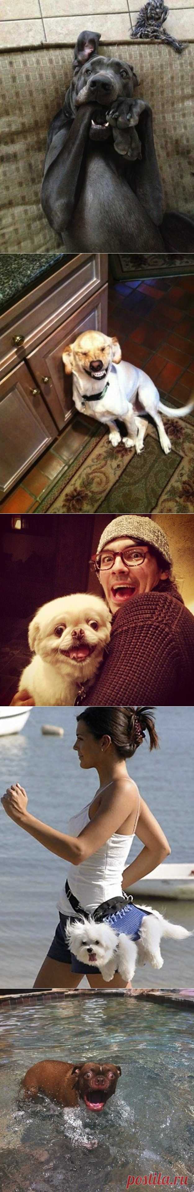 Забавные моменты из жизни собак / Всё самое лучшее из интернета