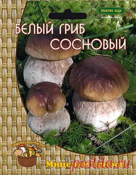 Мицелий Грибов : Белый гриб сосновый (60мл.)