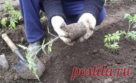 Уменьшаем стресс при пересадке рассады в грунт! - Садоводка