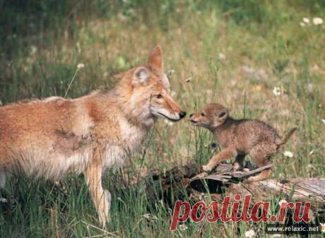 animals_00041.jpg (640×469)
