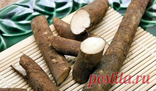 Корень лопуха (репейника) – мощный целитель