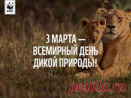 С Всемирным днем дикой природы!
Пусть все опомнятся народы.
И встанут на защиту вдруг,
Не важно — север, запад, юг.