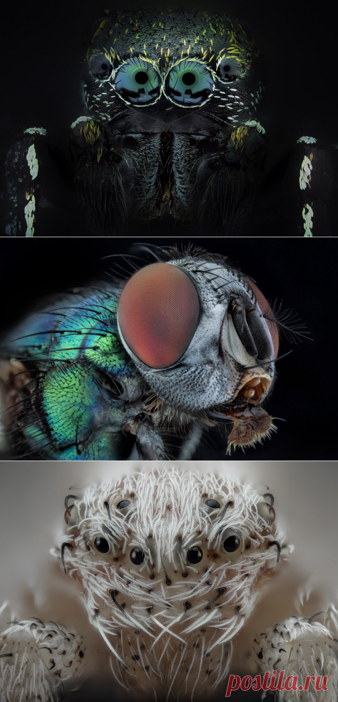 Макросъемка. Насекомые