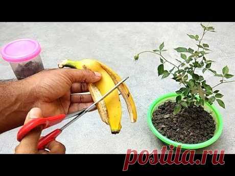 Easy and free fertilizer for any plants | Banana peel fertilizer