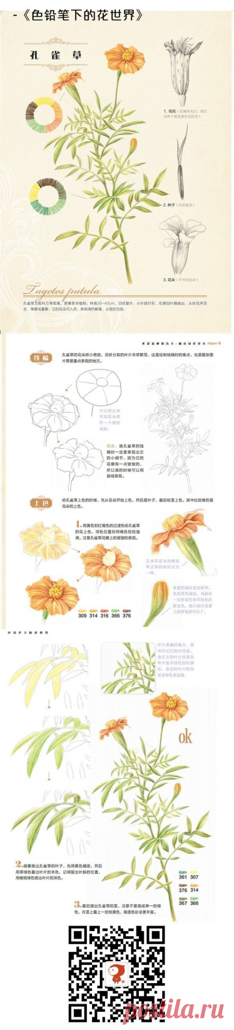 #彩铅#孔雀草@怡大宝采集到哦(25图)_花瓣