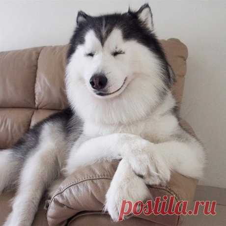 Когда в прошлой жизни были кошками