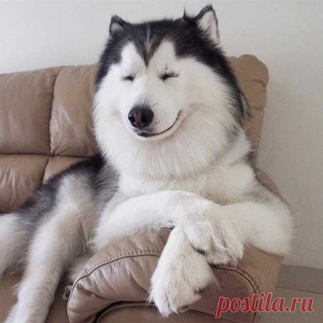 Когда в прошлой жизни были кошками