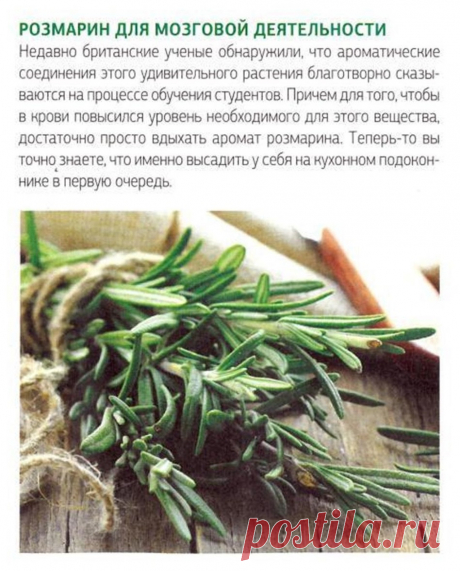 Розмарин для мозговой деятельности