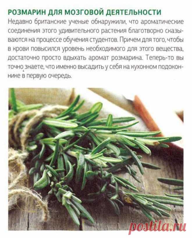 Розмарин для мозговой деятельности