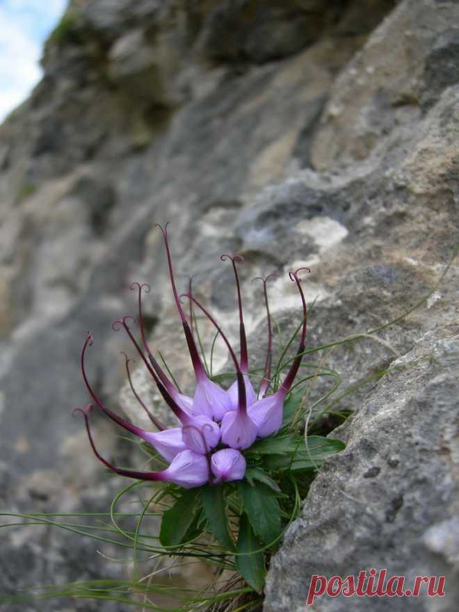 Дьяволов коготь (Physoplexis Comosa)