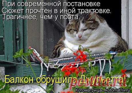 kotomatritsa_0N.jpg (Изображение JPEG, 492 × 349 пикселов)