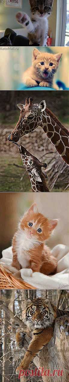 Ты в порядке? и другие материалы. Новое в Вашей подборке на Постиле - klievtsova@inbox.ru - Почта Mail.Ru