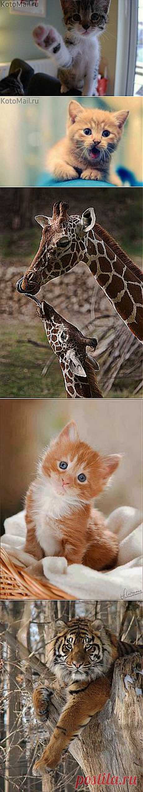 Ты в порядке? и другие материалы. Новое в Вашей подборке на Постиле - klievtsova@inbox.ru - Почта Mail.Ru