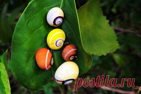 Пожалуй, самая красивая улитка в мире с самым обширным гардеробом | Планетяне | Дзен