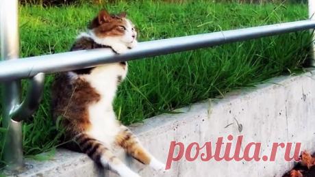 Эх,жизнь моя,жестянка!..