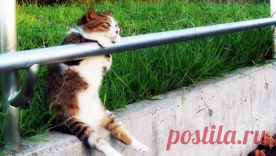 Эх,жизнь моя,жестянка!..