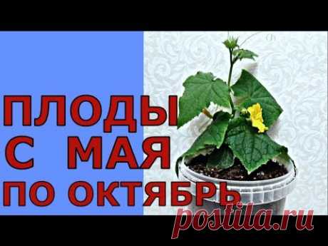 РАННИЕ ОГУРЦЫ В ХОЛОДНОМ КЛИМАТЕ - YouTube