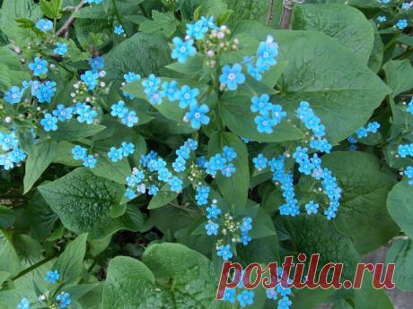 Незабудки у Тамары