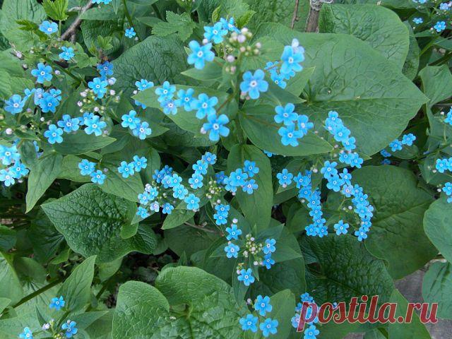 Незабудки у Тамары